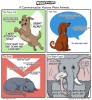 Communication Animals